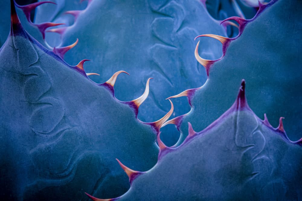 Blue Agave Thorns by Hardik Pandya — canvas wall art