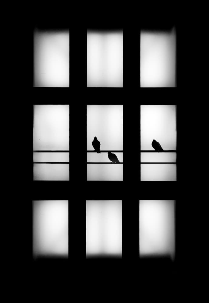 Quiet Window Silhouettes by David Senechal Photographie (polydactyle) — canvas wall art