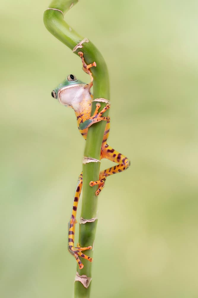 Climbing Bamboo Frog by Linda D Lester — canvas wall art