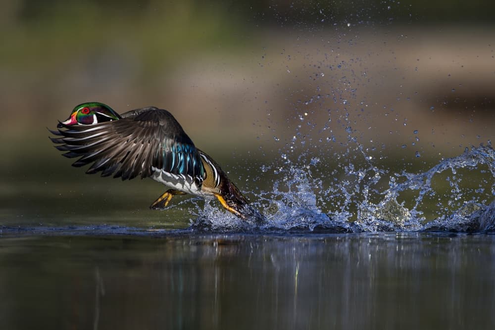 Wood Duck Takeoff by verdon — canvas wall art