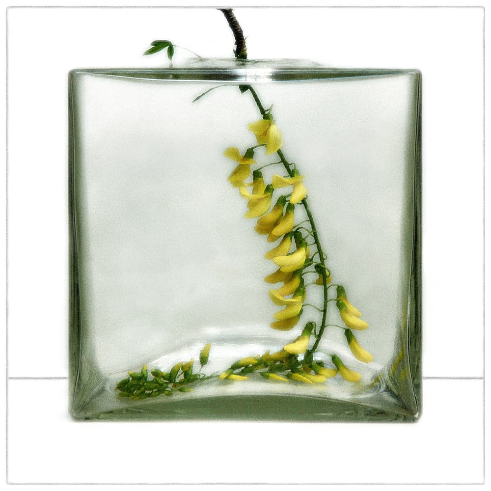 Fresh Yellow Botanical Still Life by Huib Limberg — canvas wall art