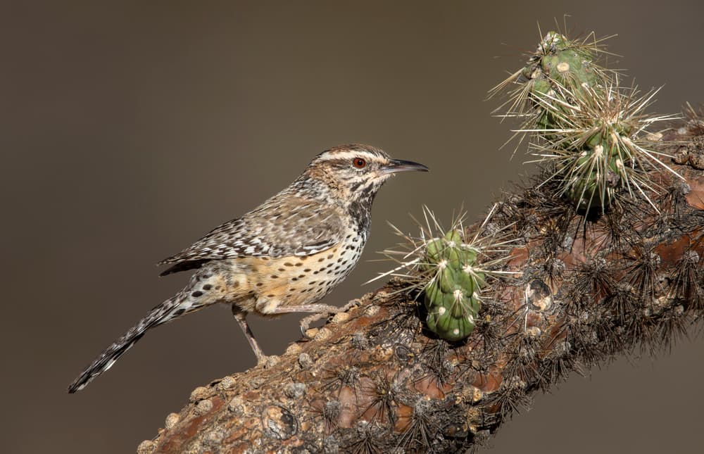 Cactus Wren Portrait by Greg Barsh — canvas wall art