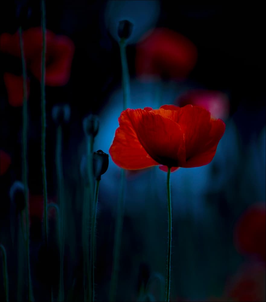 Moody Red Poppy by Chris Coenders — canvas wall art