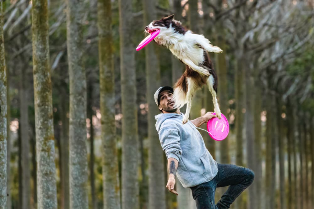 Frisbee Dog Acrobatic Jump by Gila Koller — canvas wall art
