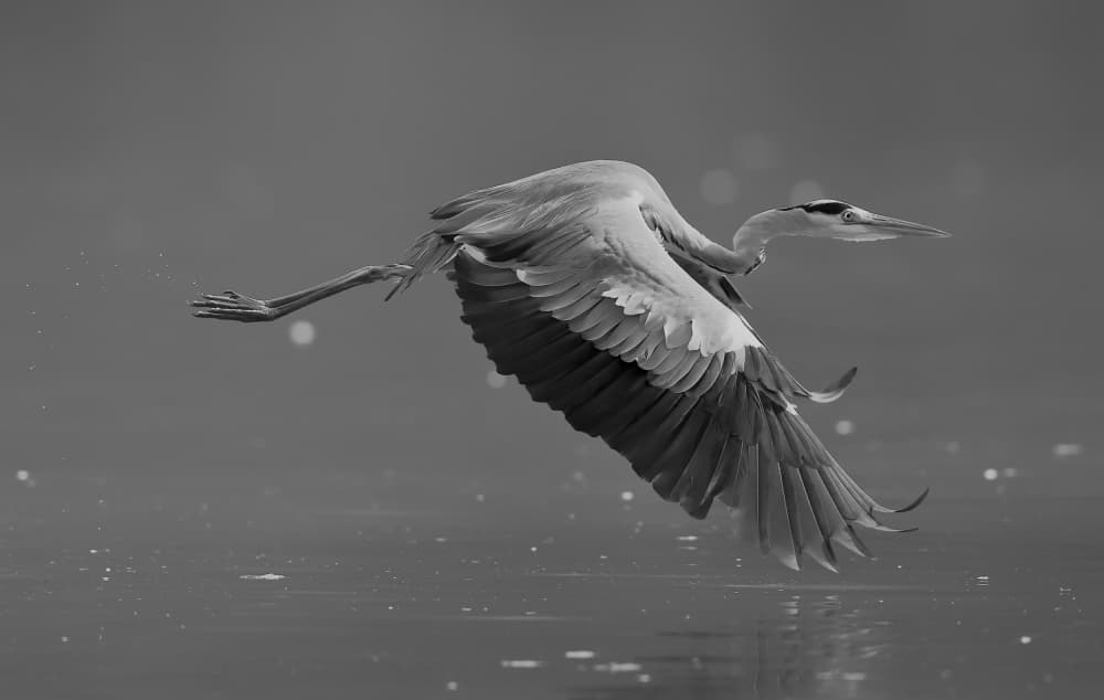Graceful Heron Flight by C.S. Tjandra — canvas wall art