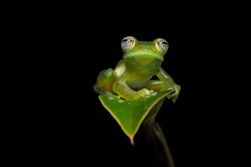 Glass Frog on Leaf by Milan Zygmunt — canvas wall art