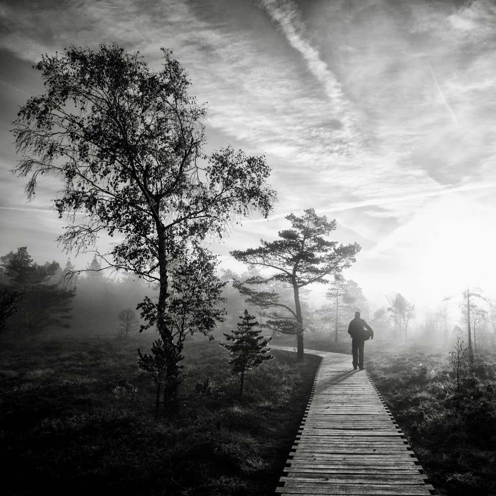Misty Forest Path by Robert Kuavi — canvas wall art