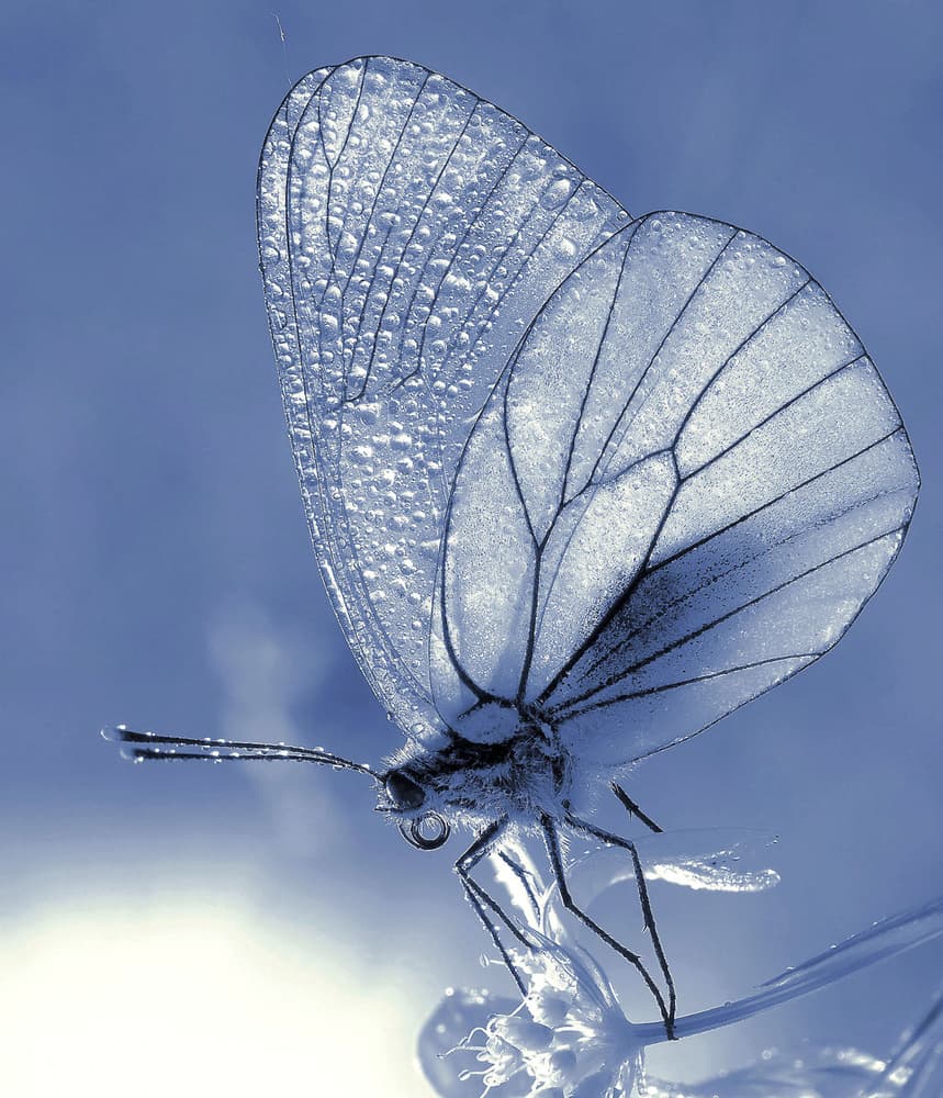 Delicate Dewdrop Butterfly by Thierry Dufour — canvas wall art