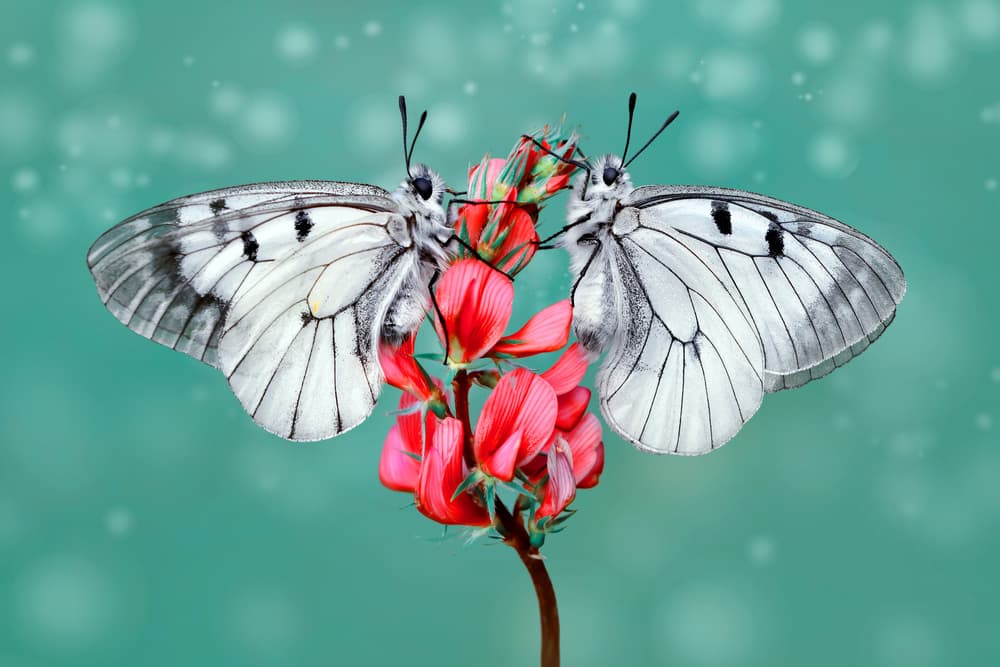 Delicate Butterfly Embrace by Mustafa öztürk — canvas wall art