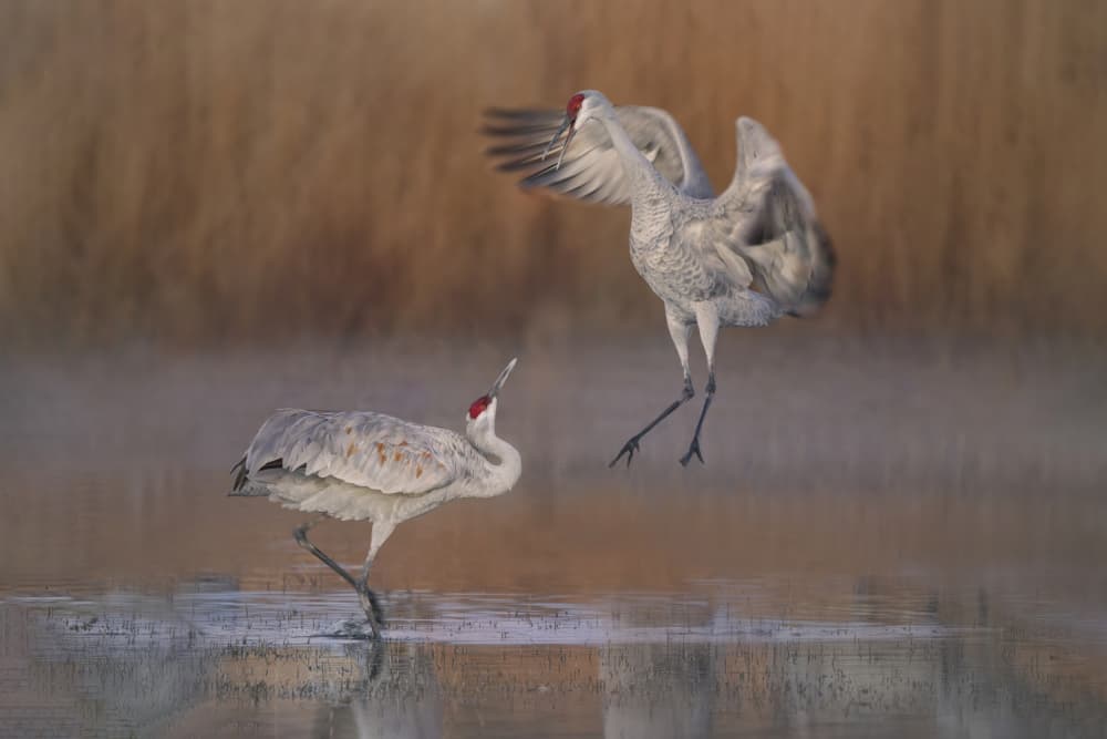 Sandhill Cranes Landing by Qing Zhao — canvas wall art