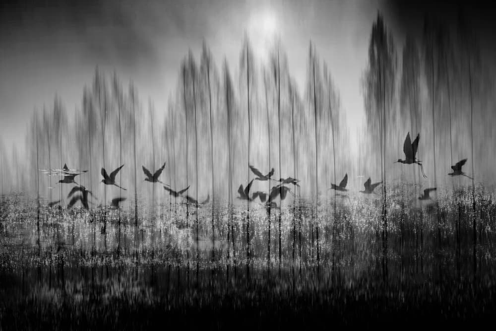 Ethereal Wetland Flight by Ekkachai Khemkum — canvas wall art