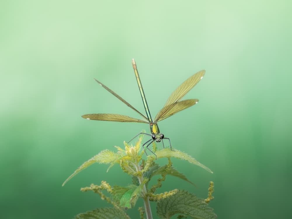 Serene Green Damselfly by Cristiano Giani — canvas wall art