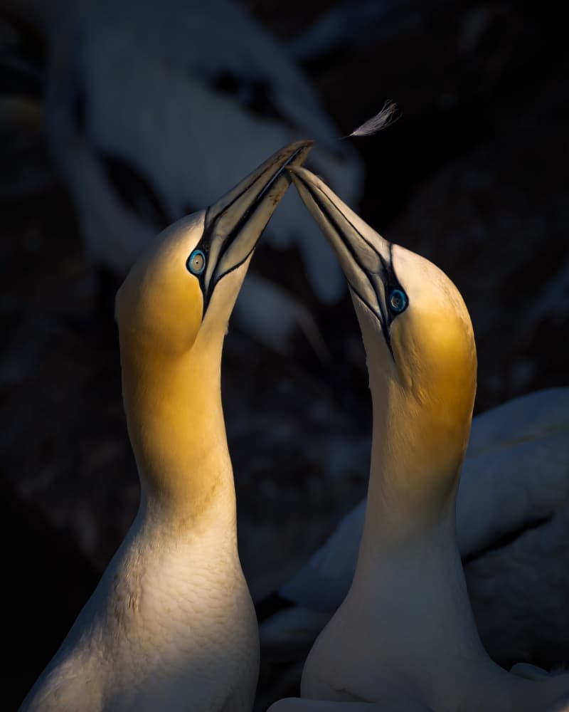 Two Gannets Tender Moment by Siyu_Wei APA — canvas wall art