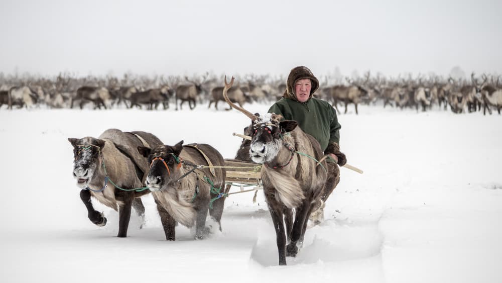 Arctic Reindeer Journey by Marcel Rebro — canvas wall art