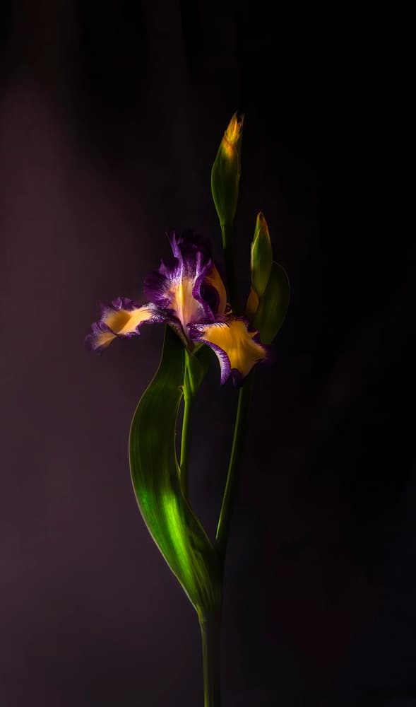 Vibrant Iris Bloom by Judy Tseng — canvas wall art