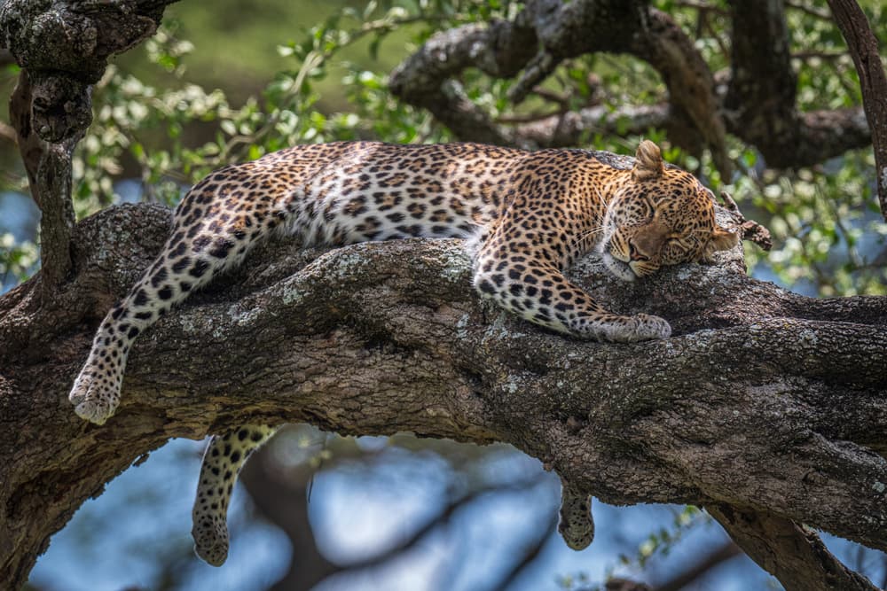 Sleeping Leopard On Branch by Jeffrey C. Sink — canvas wall art