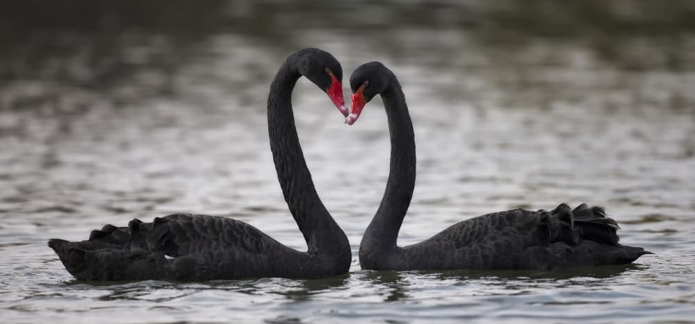 Romantic Black Swans by C.S. Tjandra — canvas wall art
