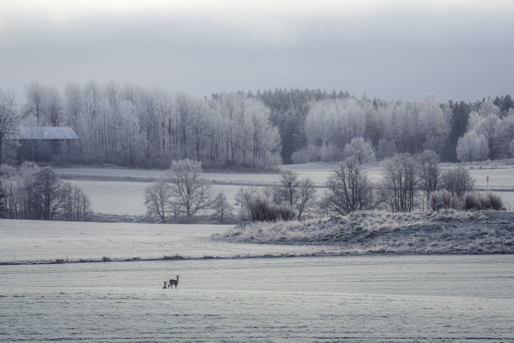 Deer in Frosted Landscape by Christian Lindsten — canvas wall art