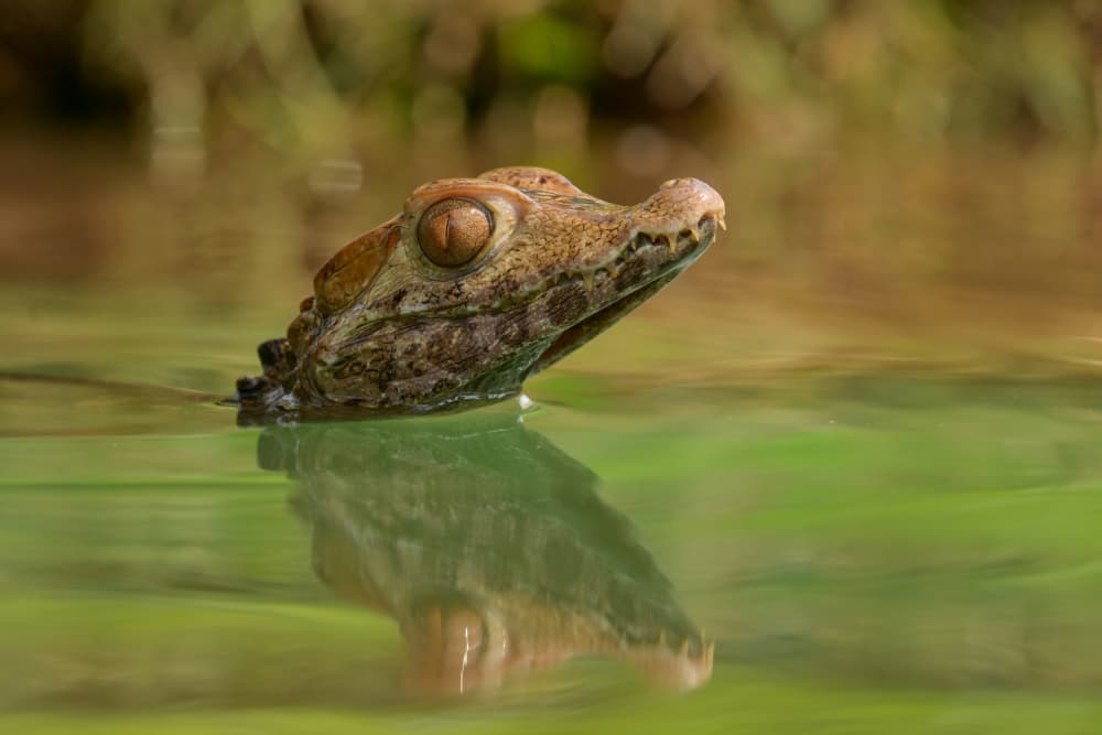 Watchful Baby Caiman by Ajar Setiadi — canvas wall art