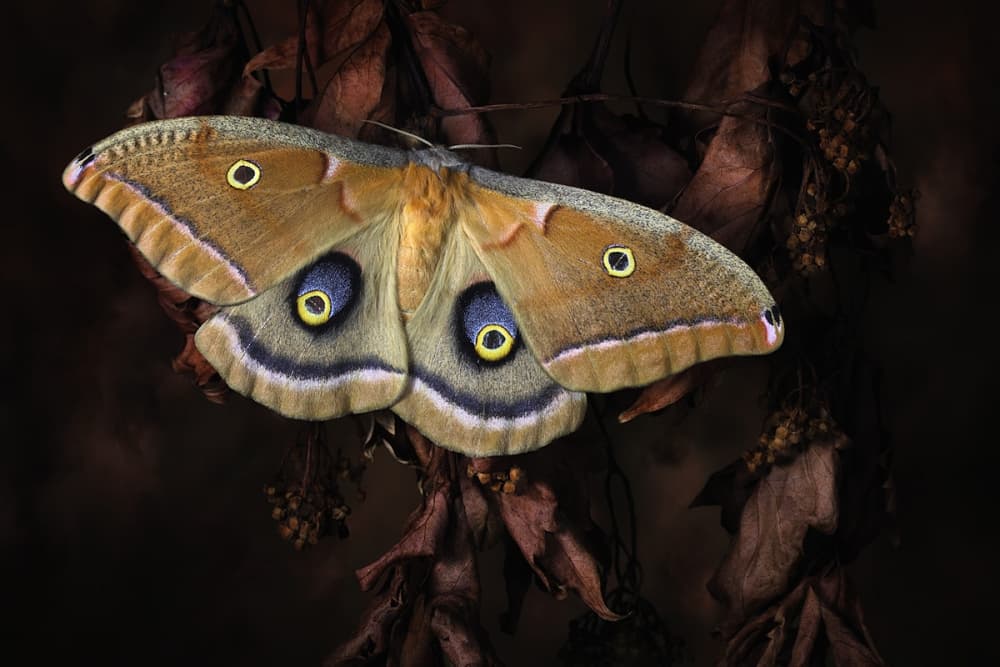 Giant Moth Eye Spots by Jimmy Hoffman — canvas wall art