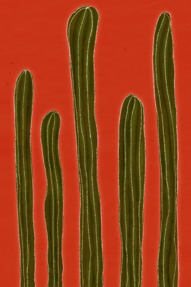 Vibrant Cactus Lineup by Mela Patterns — canvas wall art