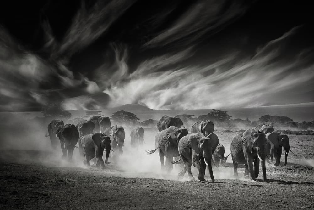 Powerful Elephant Charge by Mathilde Guillemot — canvas wall art