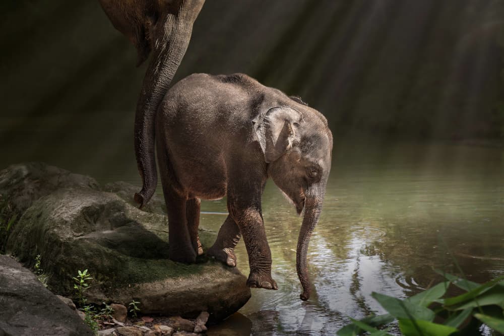 Jungle Baby Elephant by Marcel Egger — canvas wall art