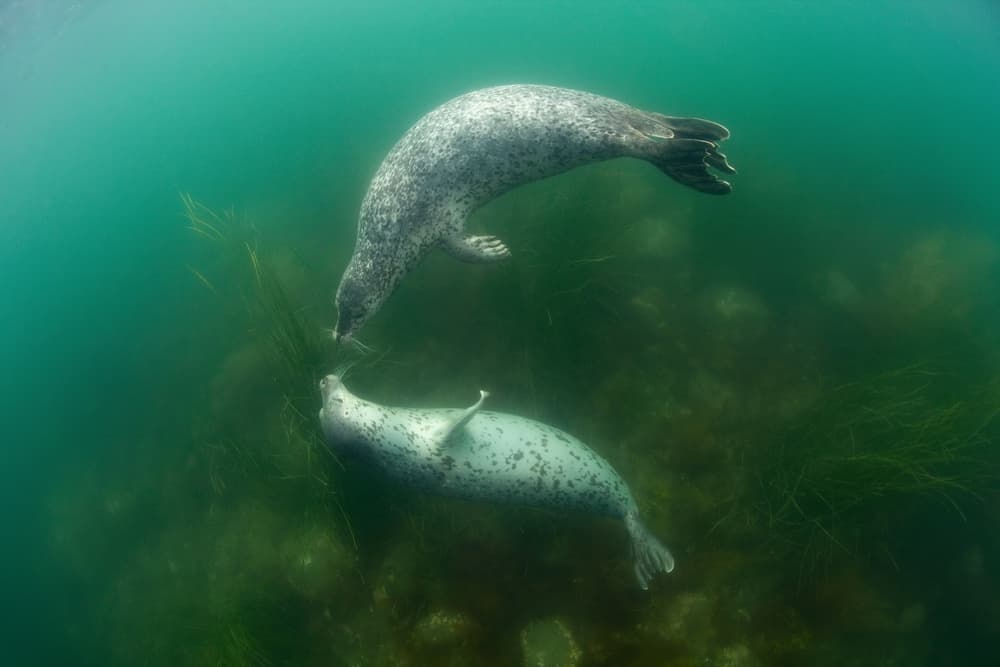 Playful Underwater Seals by Andrey Narchuk — canvas wall art