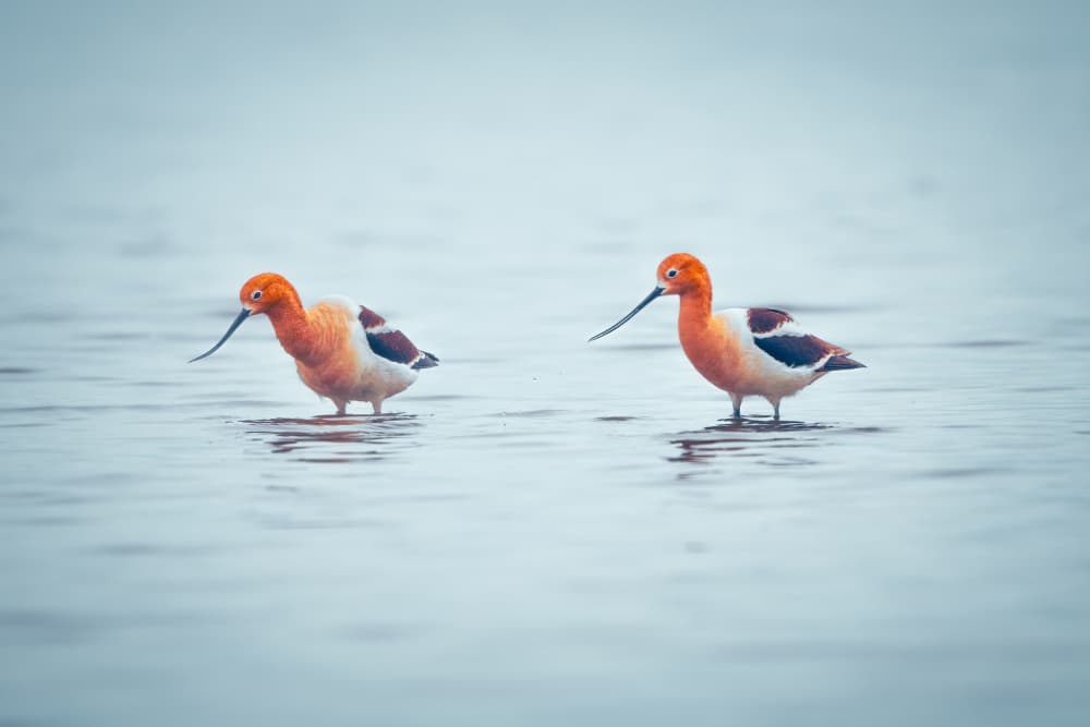 American Avocet Pair by Alex Zhao — canvas wall art