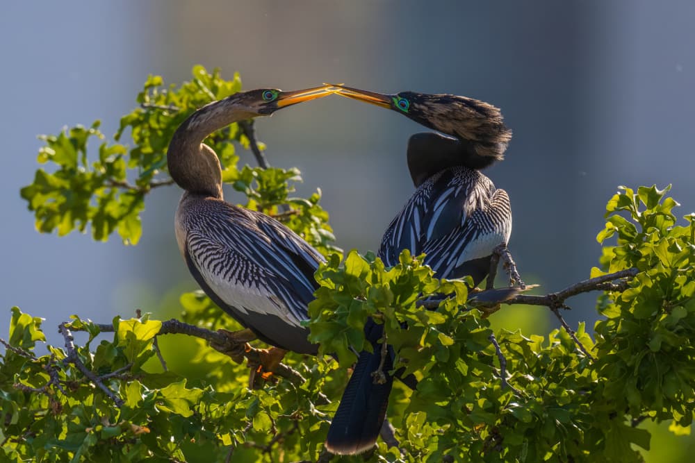 Anhingas Sharing Fish by Mike He — canvas wall art