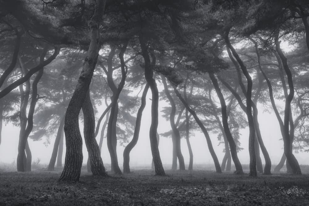 Misty Forest Trees by Tiger Seo — canvas wall art