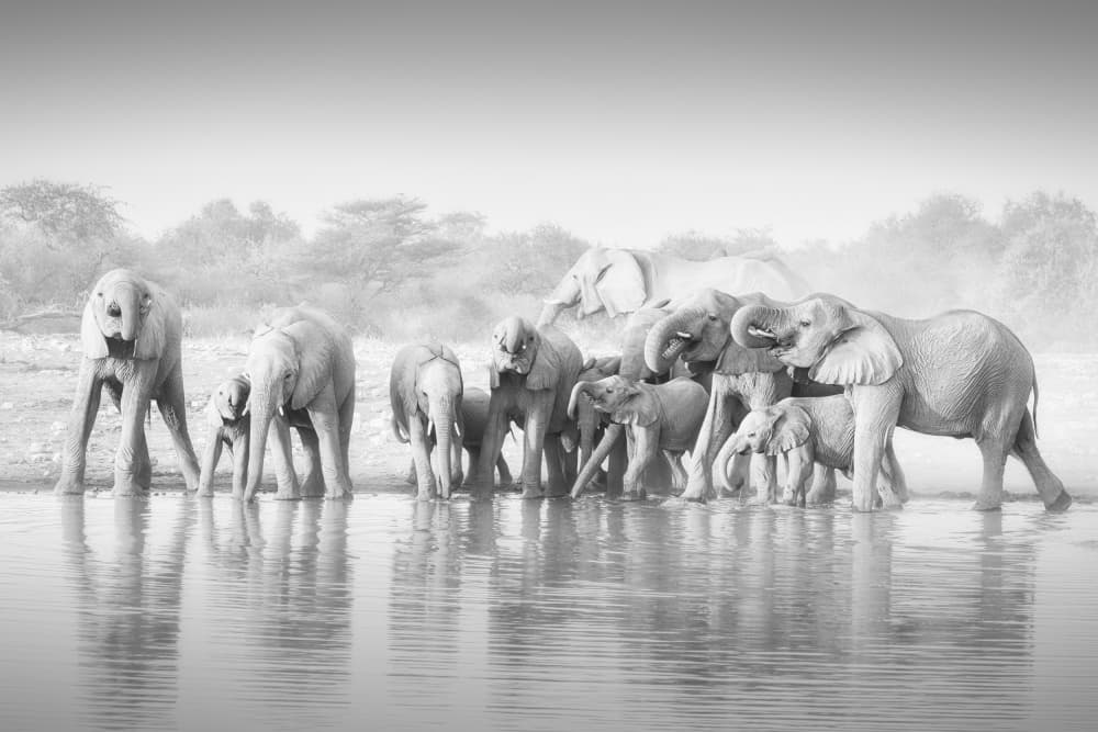 Elephants At Waterhole by Willa Wei — canvas wall art