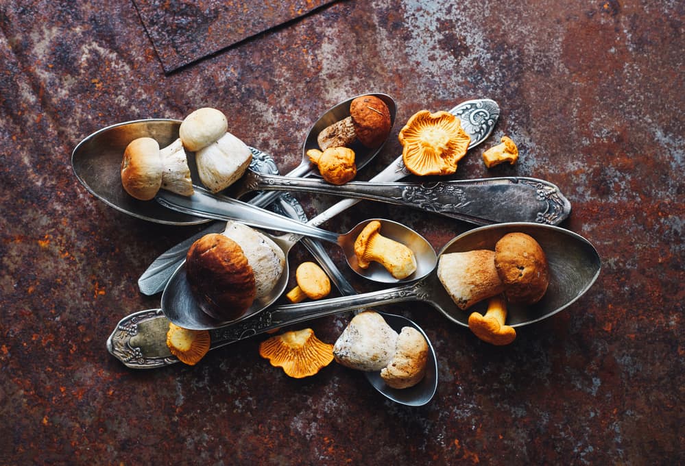 Wild Mushroom Medley by Karina Aleksandrova — canvas wall art