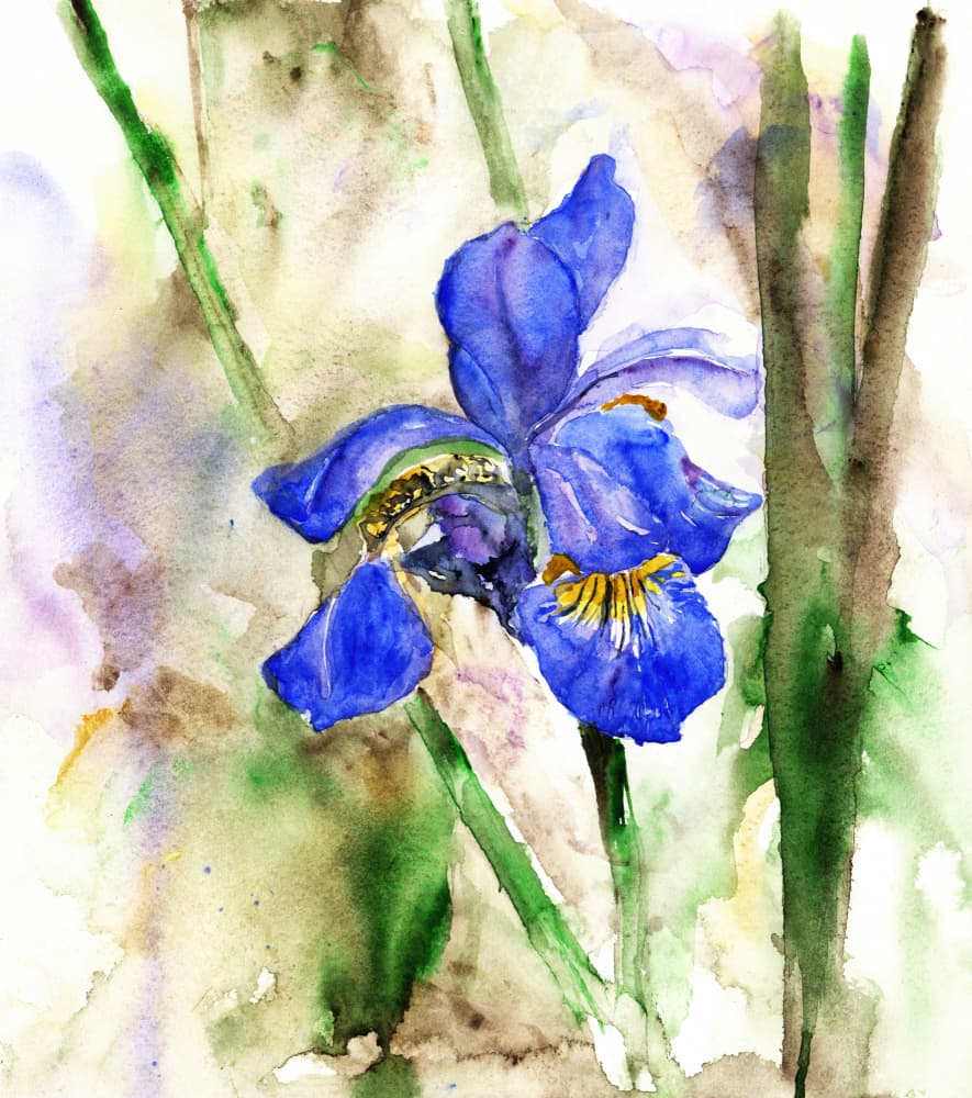Vibrant Blue Iris by RodMacIver — canvas wall art