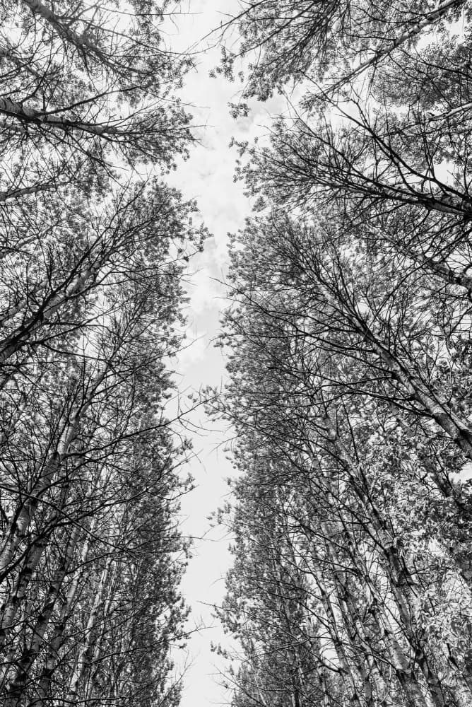 Stark Forest Canopy by Photolovers — canvas wall art