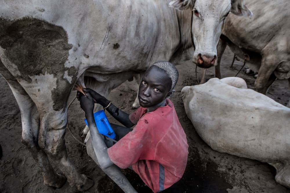 African Boy Milking Cow by Joxe Inazio Kuesta Garmendia — canvas wall art