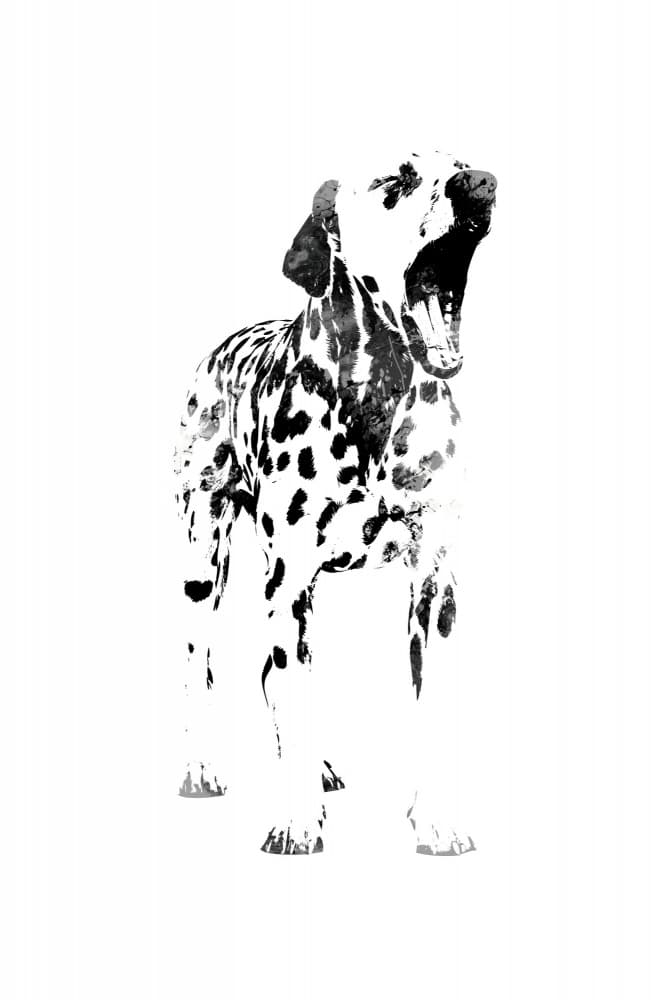 Yawning Dalmatian Dog by Rafal Kulik — canvas wall art