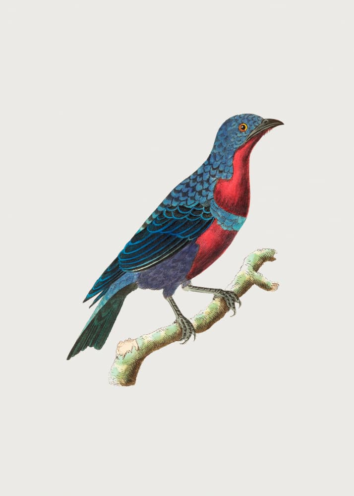 Purple Breasted Chatterer by George Shaw — canvas wall art