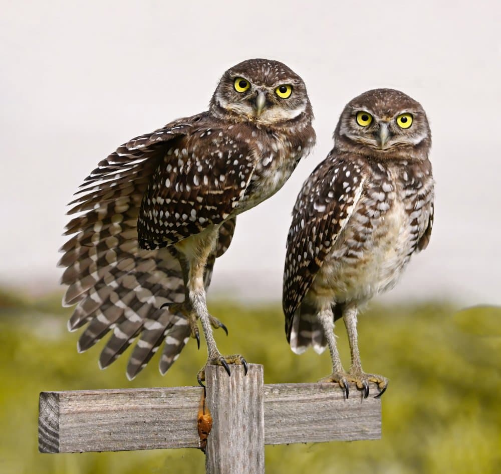 Watchful Burrowing Owls by Jane Lyons — canvas wall art