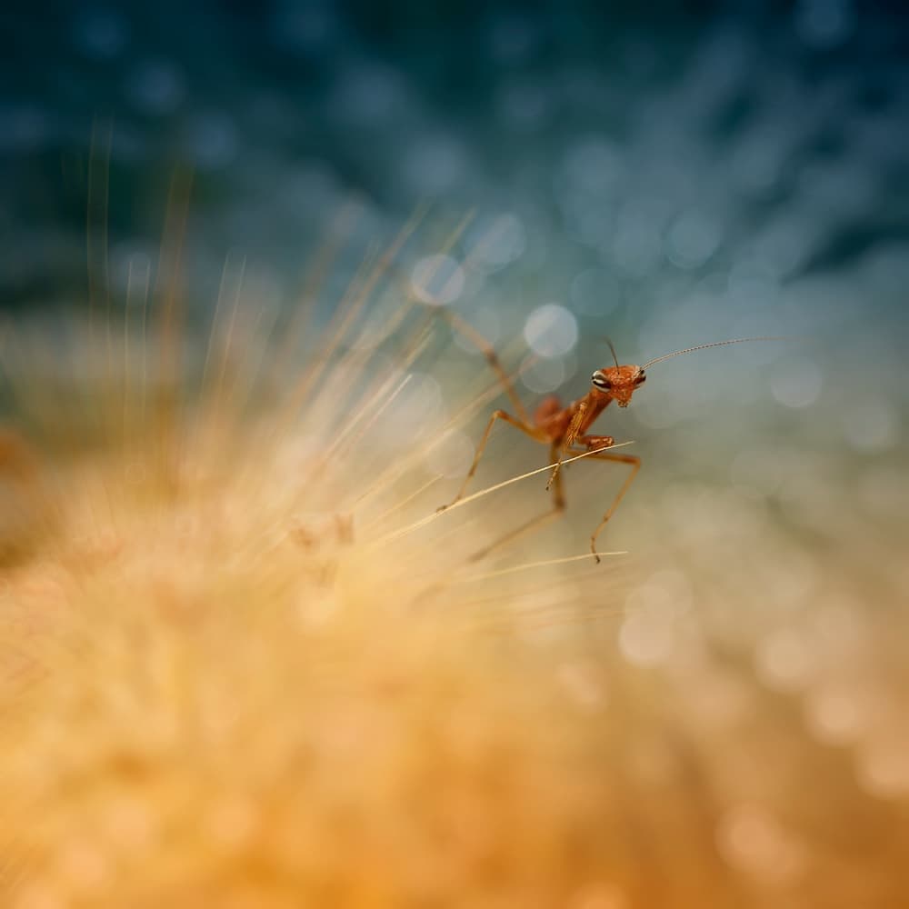 Golden Mantis Gaze by Fauzan Maududdin — canvas wall art