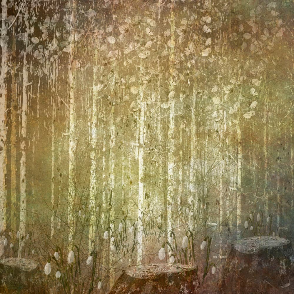 Dreamy Spring Forest by Sharon Williams — canvas wall art