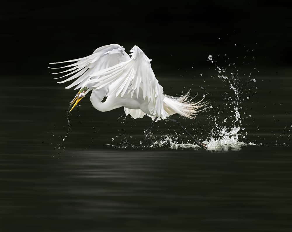 White Egret Fish Catch by Alex Li — canvas wall art
