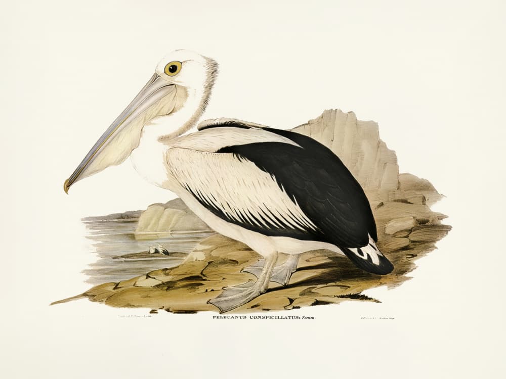 Australian Pelican by Elizabeth and John Gould — canvas wall art