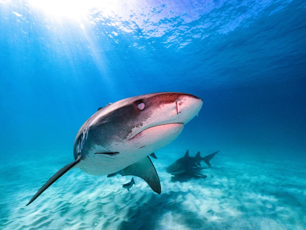 Blue Water Shark by Serge Melesan — canvas wall art