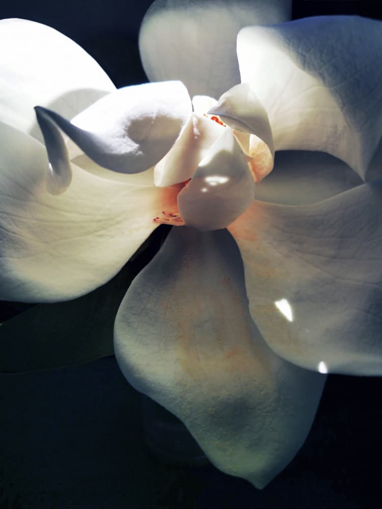White Magnolia Bloom by Angelo Cerantola — canvas wall art