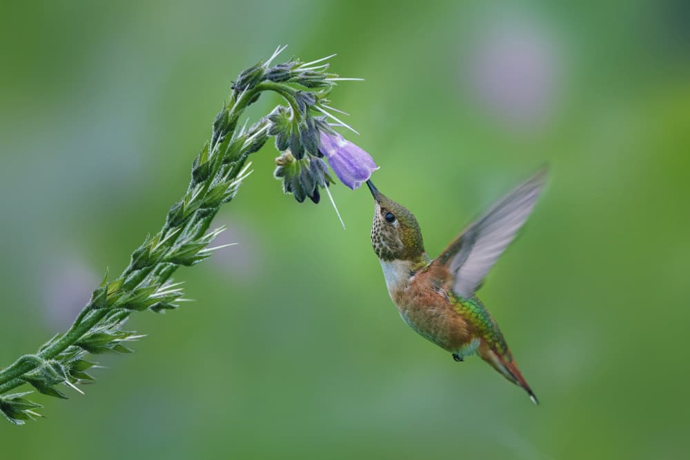 Hummingbird Nectar Feast by Qing Zhao — canvas wall art