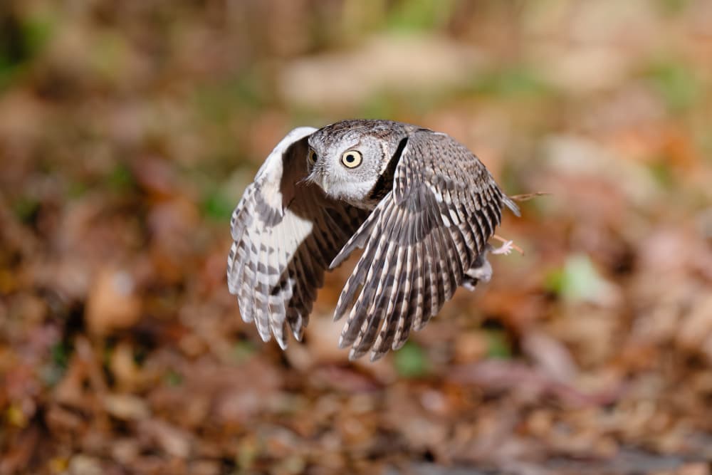 Grey Owl in Flight by Johnny Chen — canvas wall art