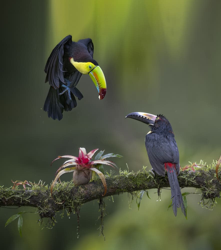 Tropical Toucan Encounter by Larry Deng APA — canvas wall art
