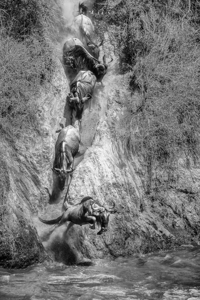 Wildebeest River Leap by Mohammed Alnaser — canvas wall art