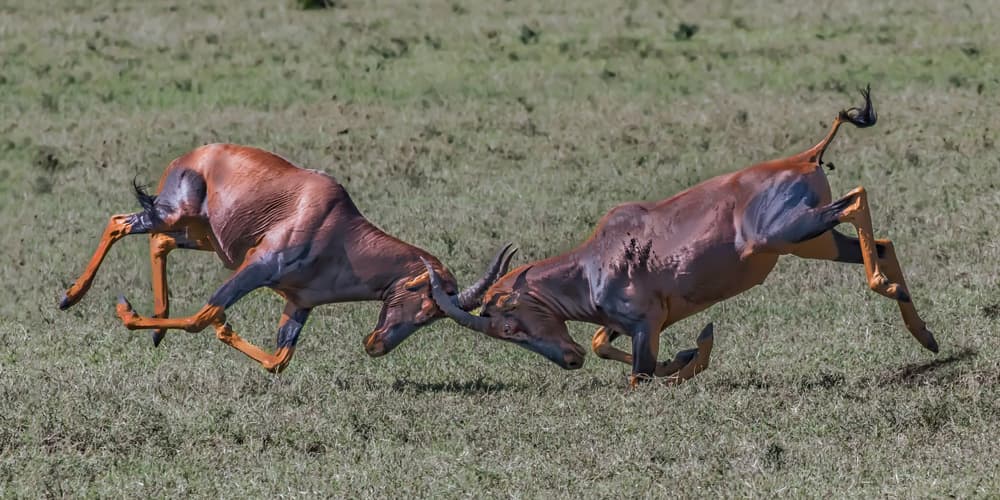 Topi Antelopes Fighting by Siyu_Wei APA — canvas wall art